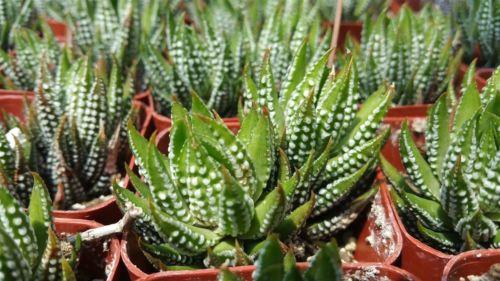 wart succulent Zebra Wart ‘Haworthia reinwardtii’