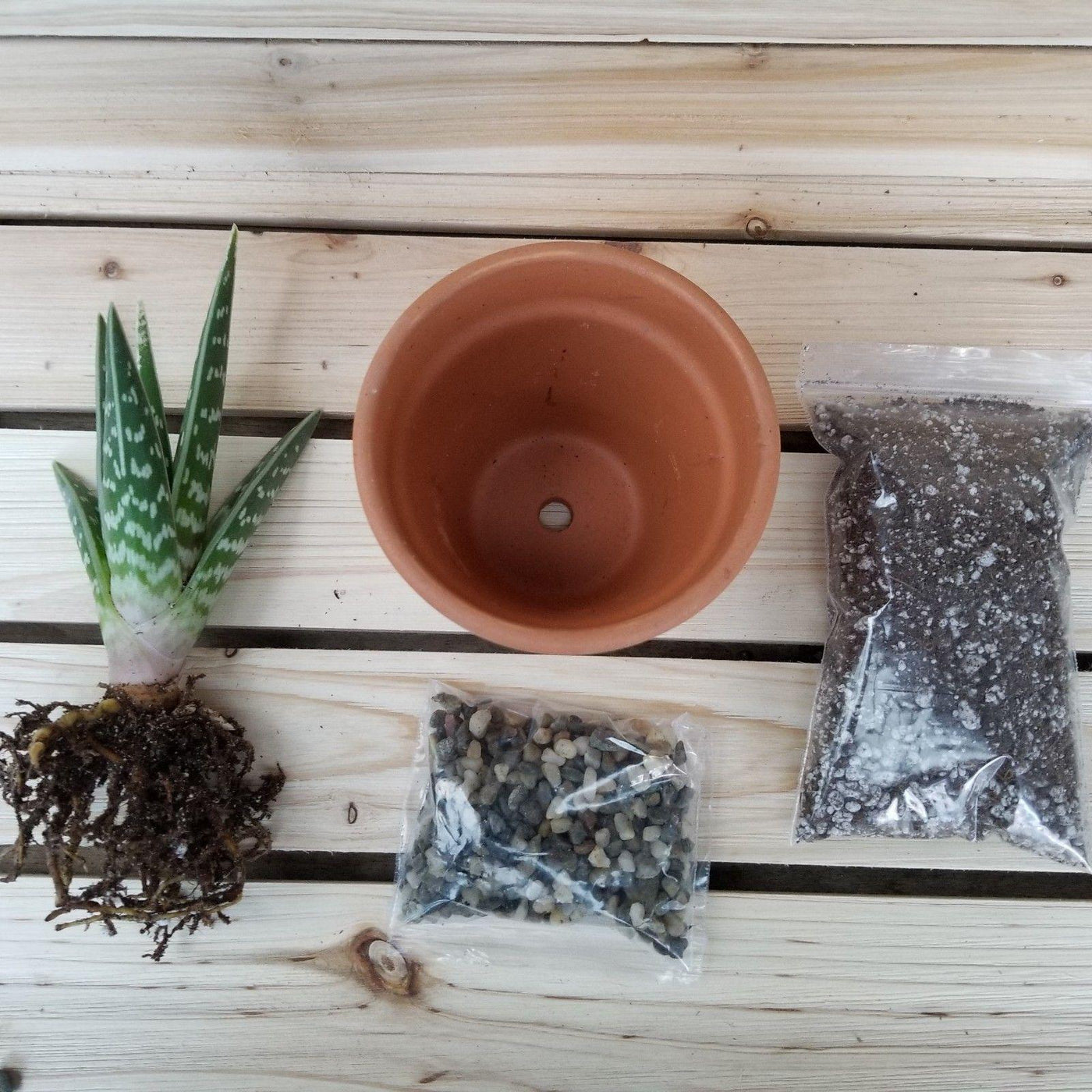 DIY Succulent terracotta 3.5" pot kit
