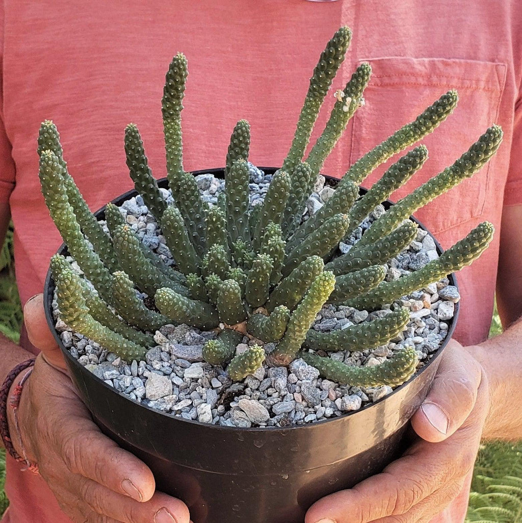 Euphorbia esculenta Large Specimen