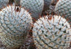 Mammillaria perez de la rosae