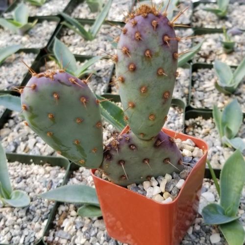 Opuntia Santa "Baby" Rita pad cutting