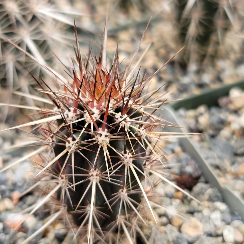 Stenocereus machaerocereus eruca