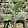 Kalanchoe Millotii