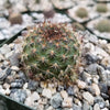 Rebutia vulpina