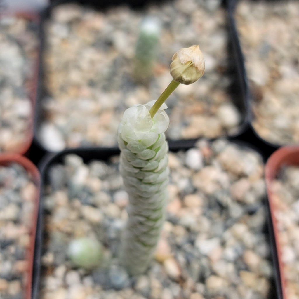 Avonia papyracea namaensis