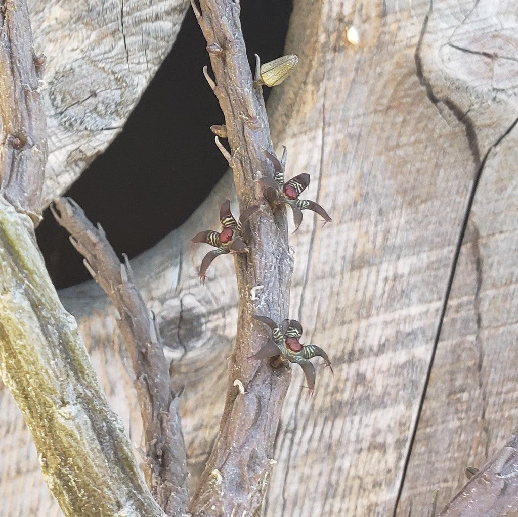 Rhytidocaulon macrolobum