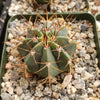 Melocactus concinnus