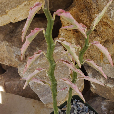 Pedilanthus tithymaloides variegated