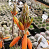 Aloe Humilis