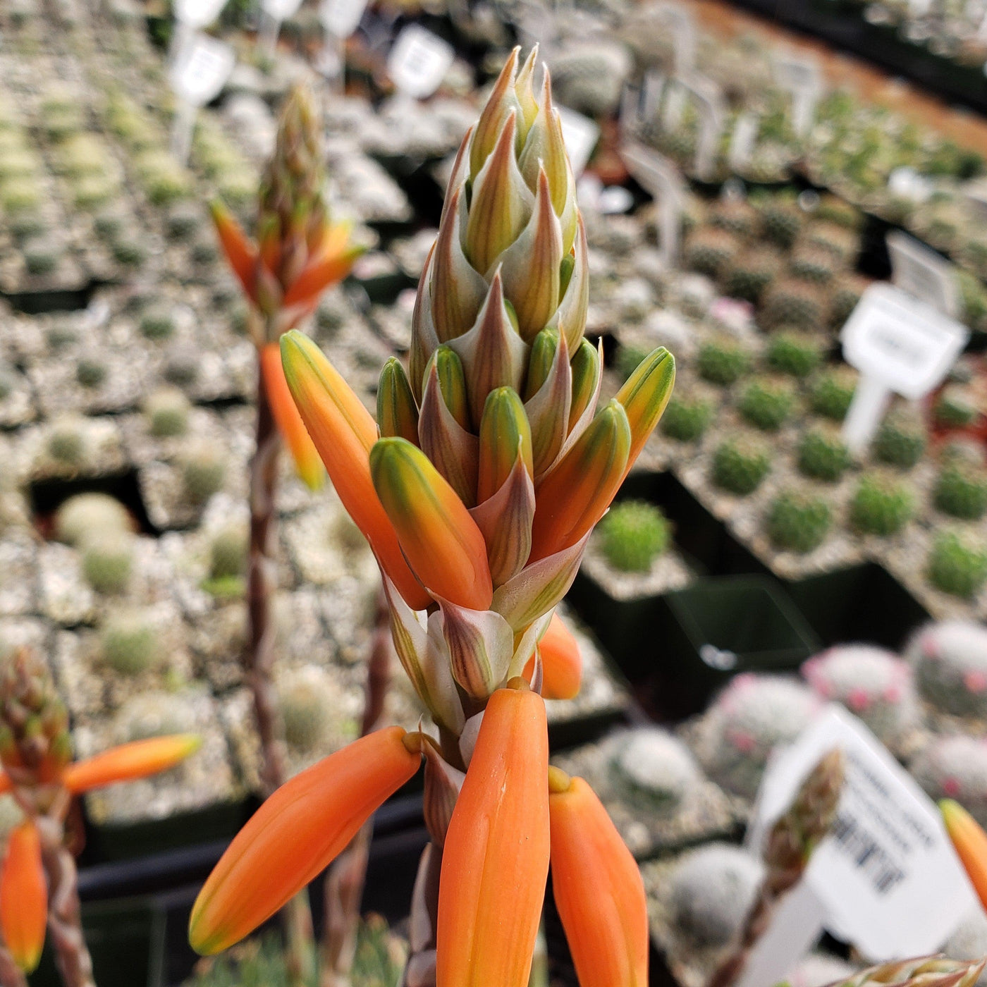 spider aloe vera plant Purchase the low-growing Aloe Humilis | Spider Aloe