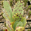 Kalanchoe marmorata