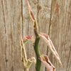 Pedilanthus tithymaloides variegated