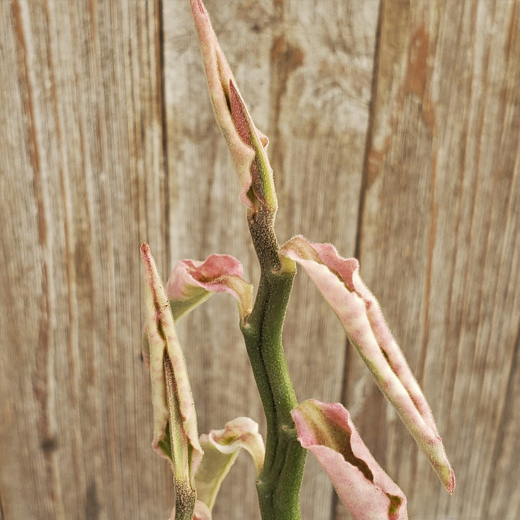 Pedilanthus tithymaloides variegated