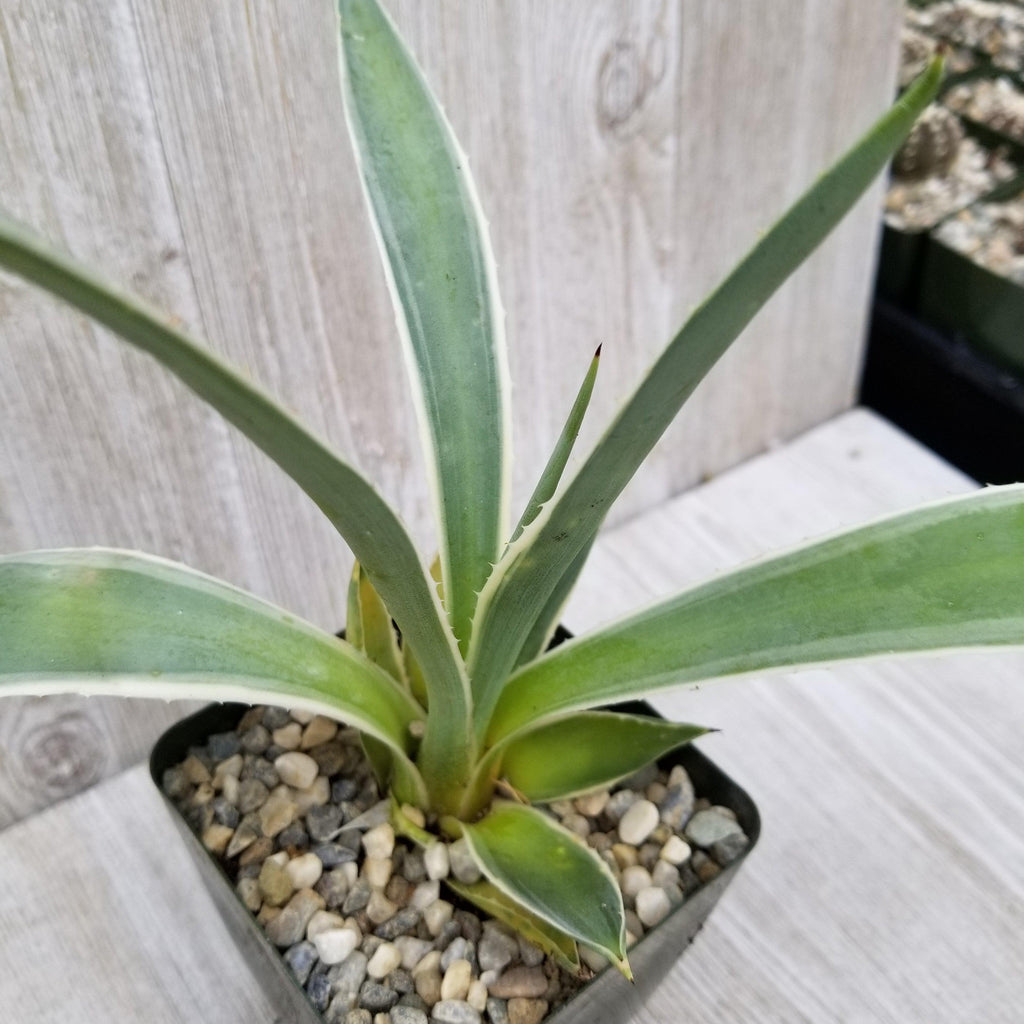 Variegated Caribbean Agave ‘Agave angustifolia marginata’