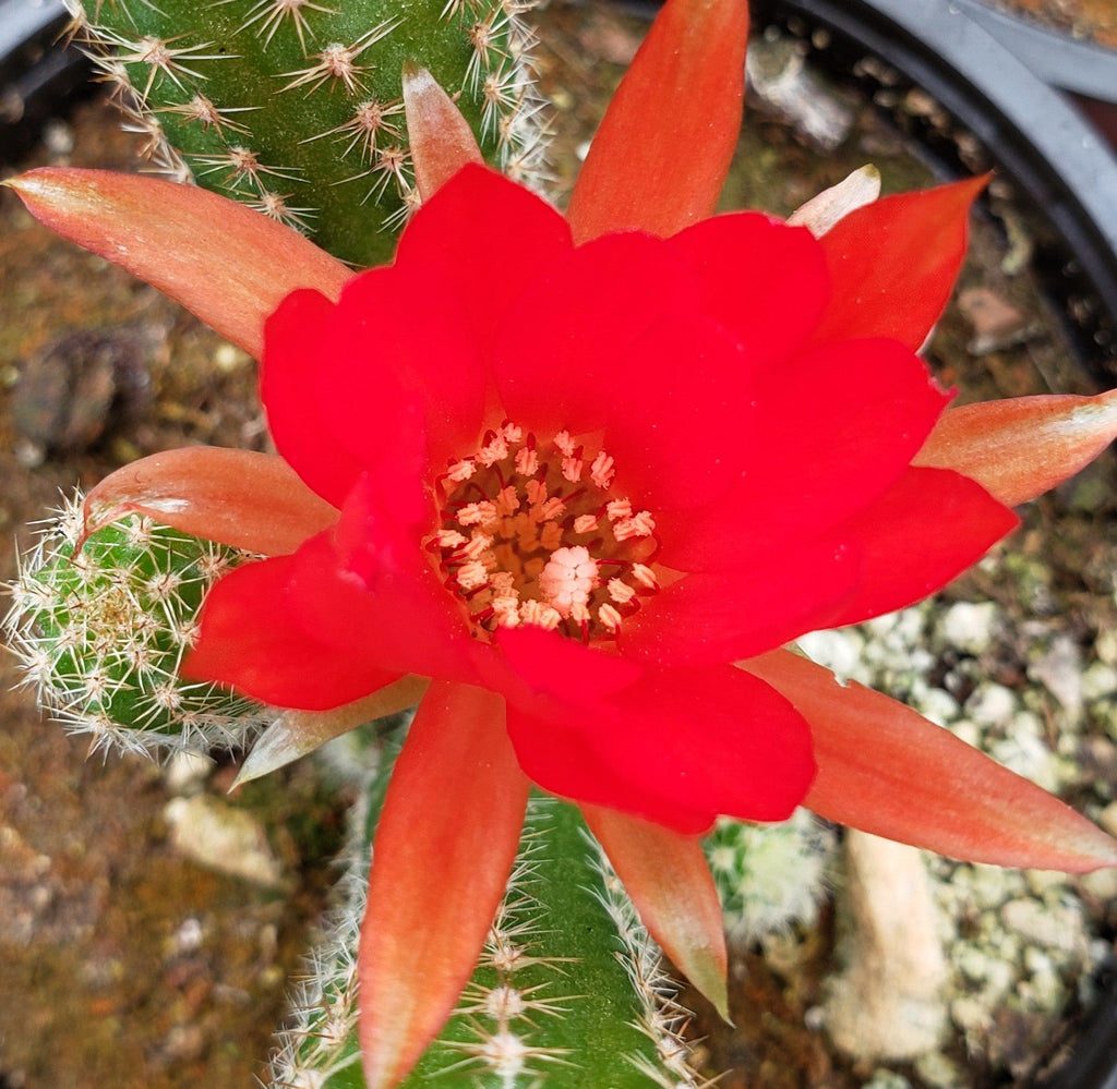 Peanut Cactus ‘Echinopsis chamaecereus’