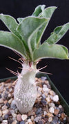 Pachypodium lealii