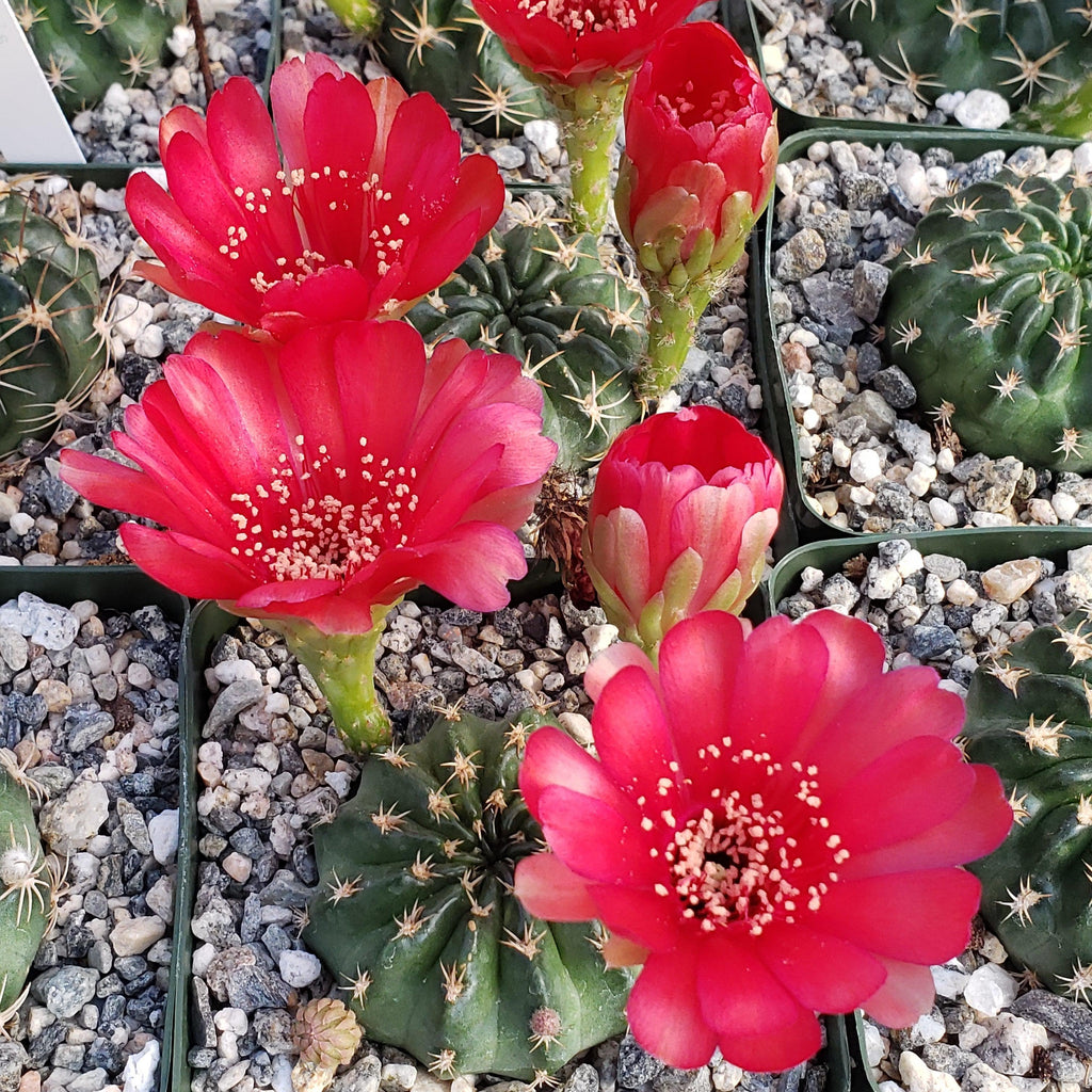 Lobivia pojoensis grandiflora