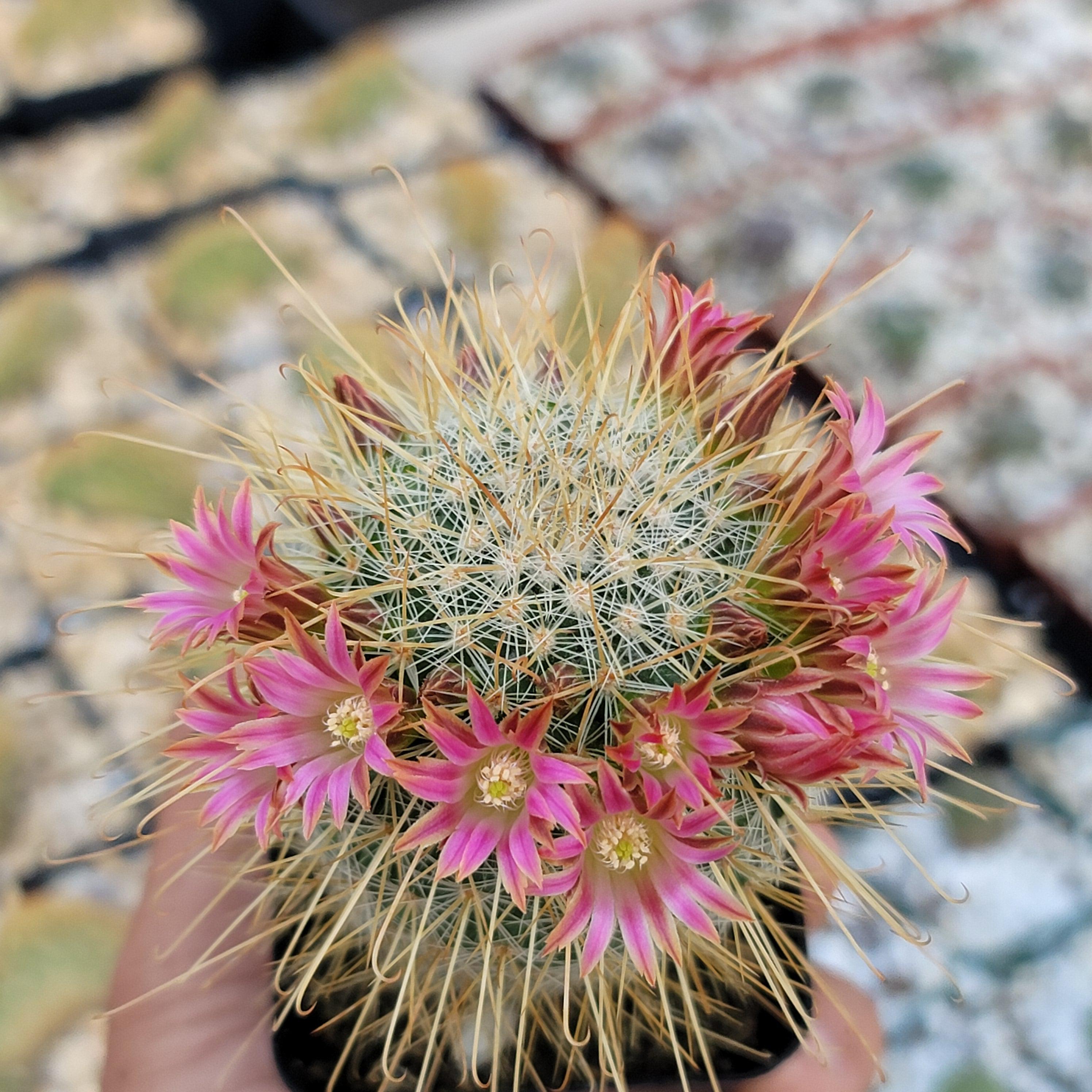 Mammillaria magnifica