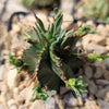 Euphorbia aggregata