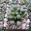 Aloinopsis schooneesii