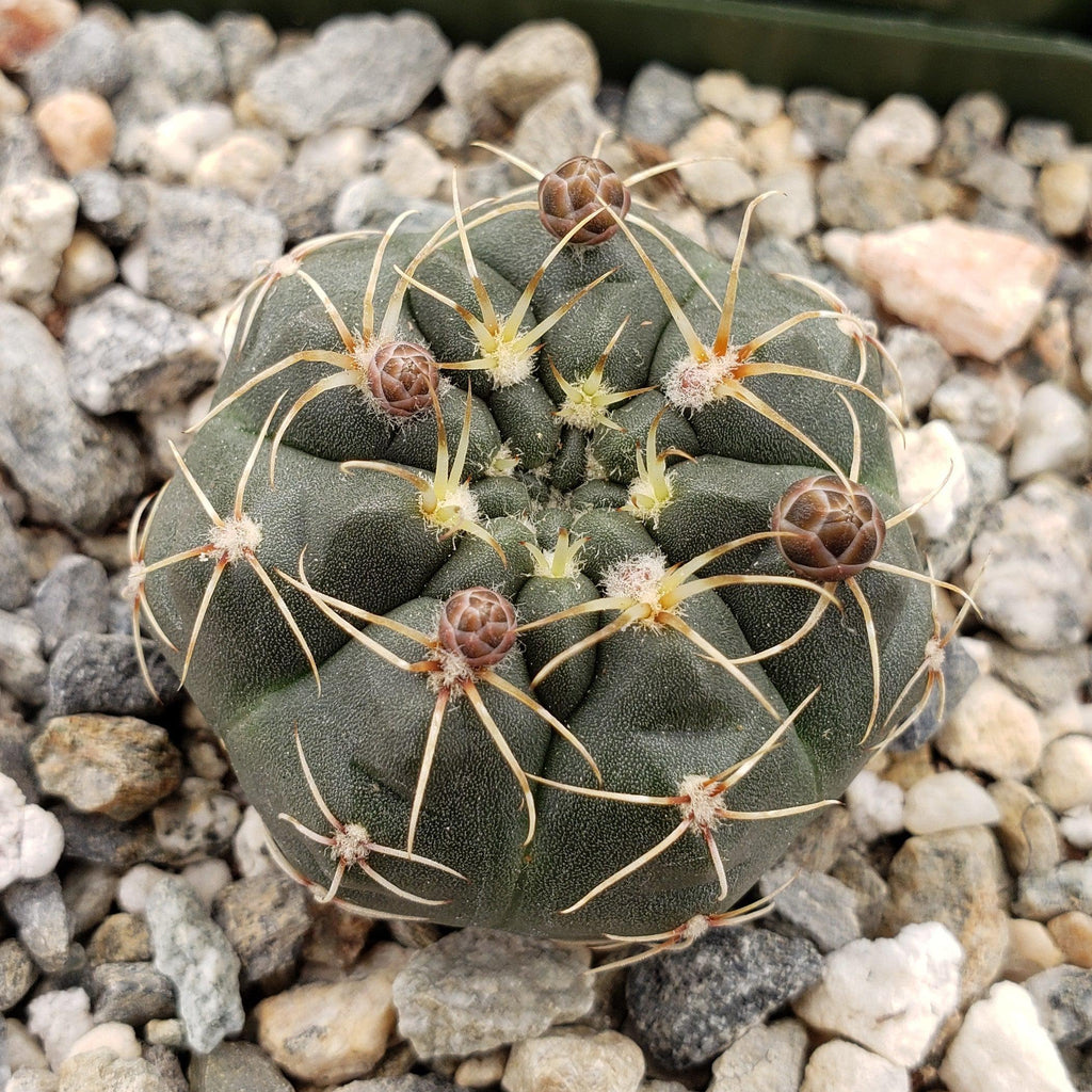Gymnocalycium schatzlianum mackieanus