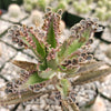 Hybrid Mother of Millions ‘Kalanchoe houghtonii’