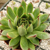 Echeveria agavoides