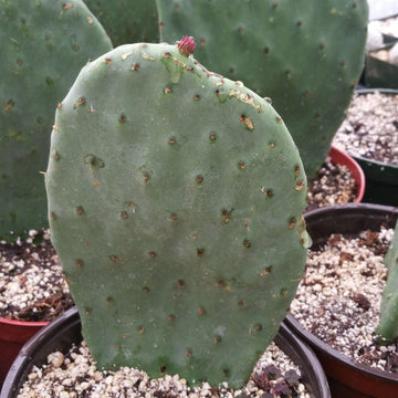 non prickly pear cactus Barbary Fig