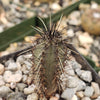 Cereus aethiops