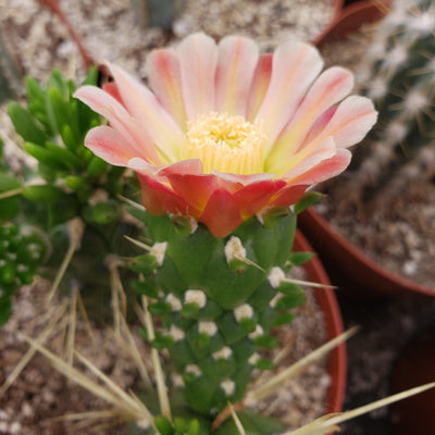 Austrocylindropuntia subulata monstrose cutting