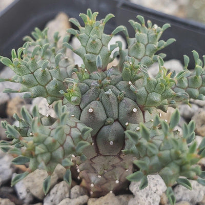 Euphorbia atroviridis