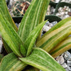 Gasteraloe variegata