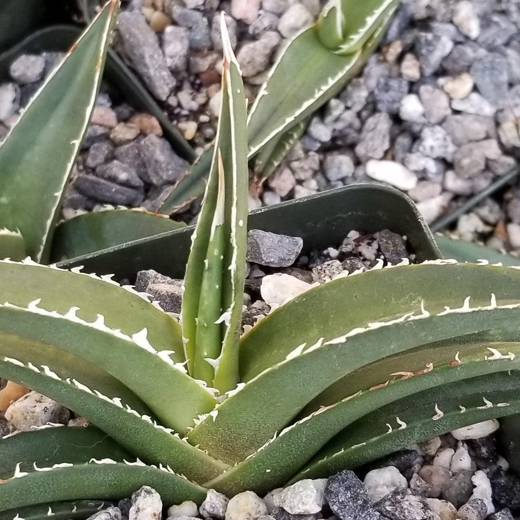 Agave triangularis Large
