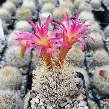 f cactus Neoporteria nidus senilis 4