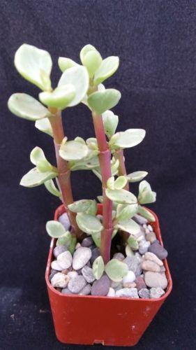 portulacaria afra f. variegata - rainbow bush Rainbow Bush