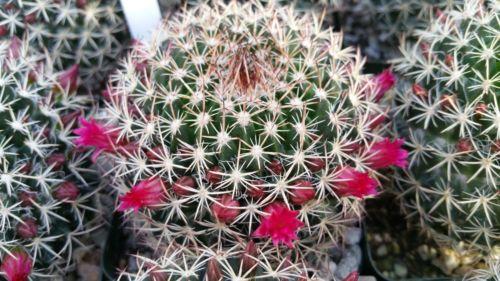 Mammillaria mystax