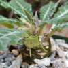 Dorstenia lancifolia