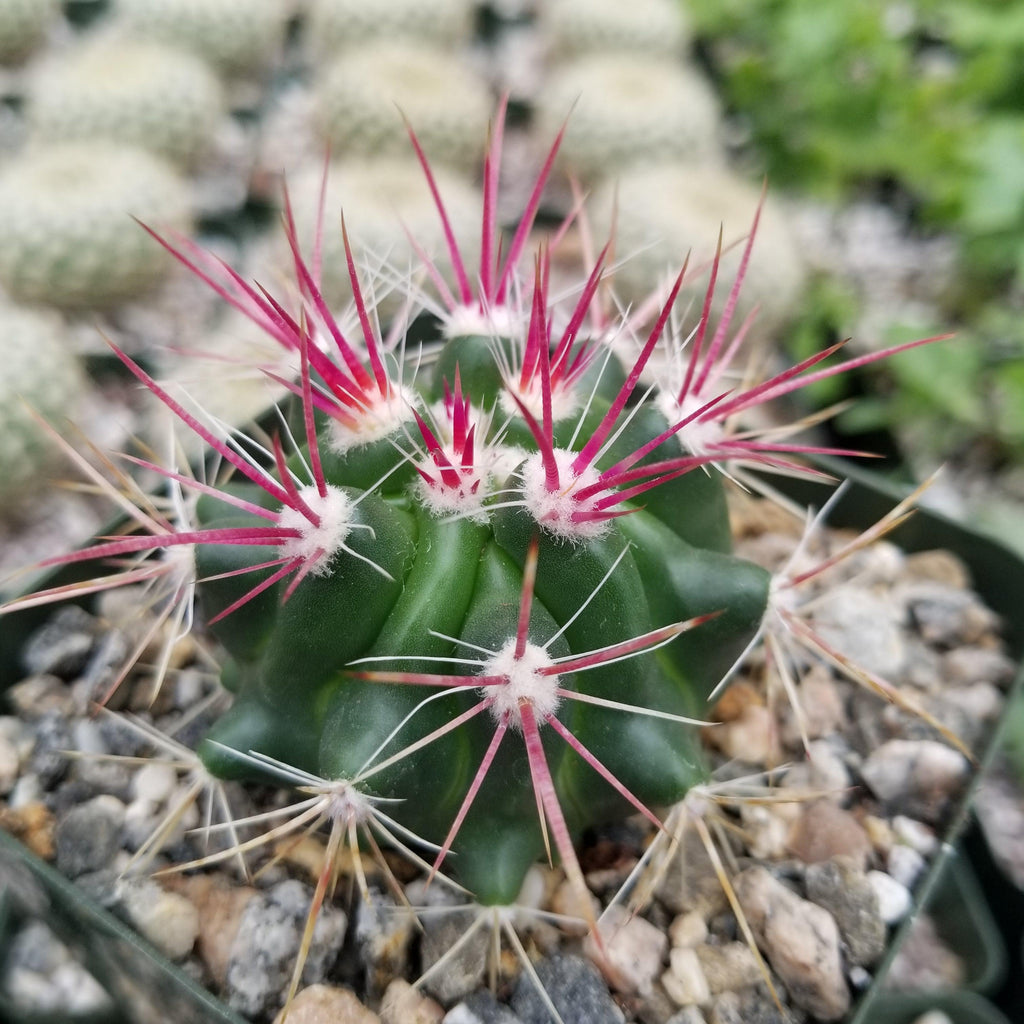 Ferocactus stainesii v. pilosus