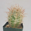 Old Man of the Mountain Cactus ‘Oreocereus trollii’