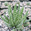 Aloe Humilis