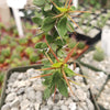 Euphorbia beharensis