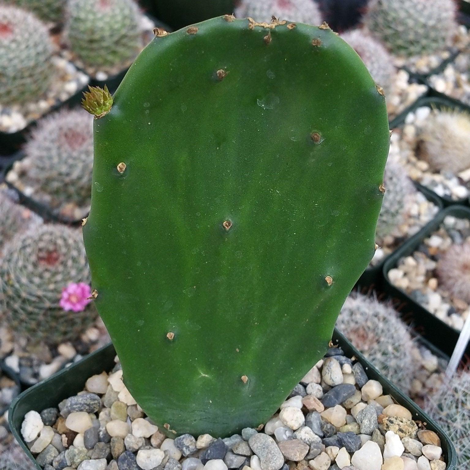 Opuntia Emerald wave