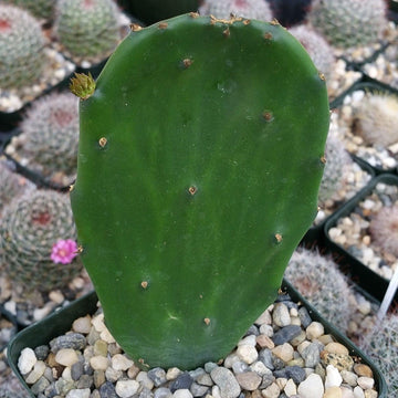 Opuntia Emerald wave – Planet Desert