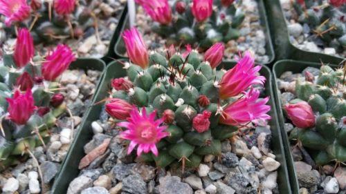 Mammillaria bucareliensis