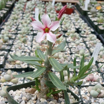 succulent plant small pink flowers Pachypodium bispinosum – Planet Desert