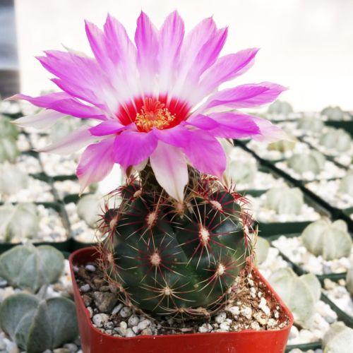 Thelocactus bicolor ssp. schwarzii