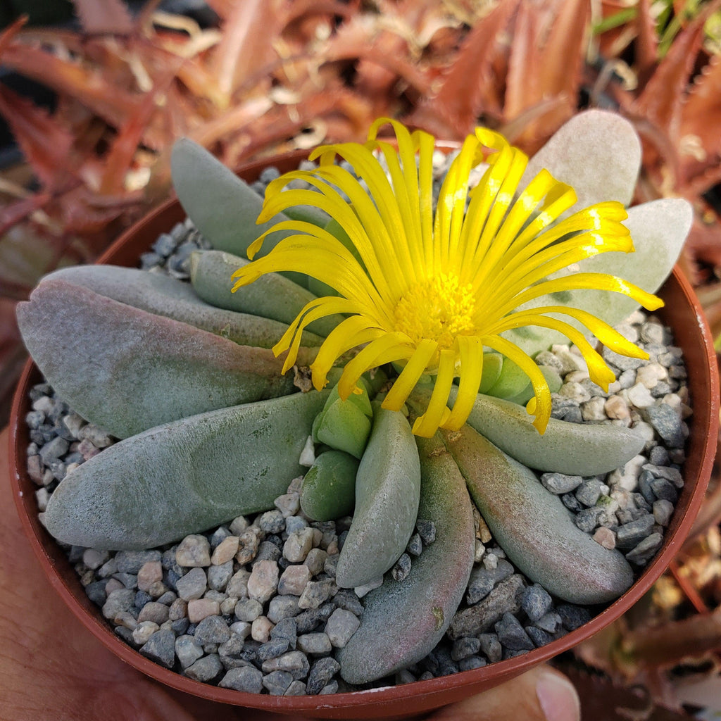 Glottiphyllum oligocarpum