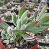 Ruby Slipper Succulent ‘Echeveria harmsii’