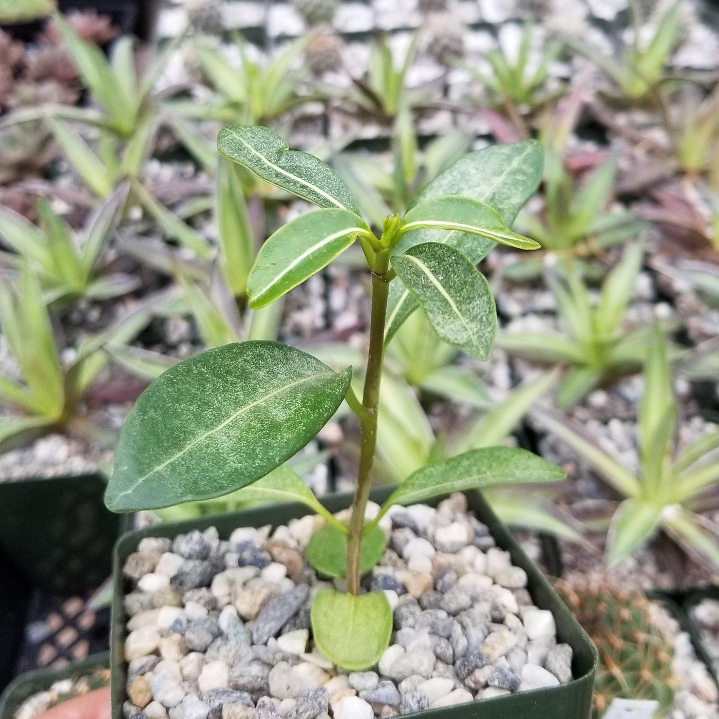 Madagascar Jasmine – Stephanotis floribunda