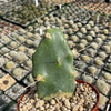 Opuntia quimilo